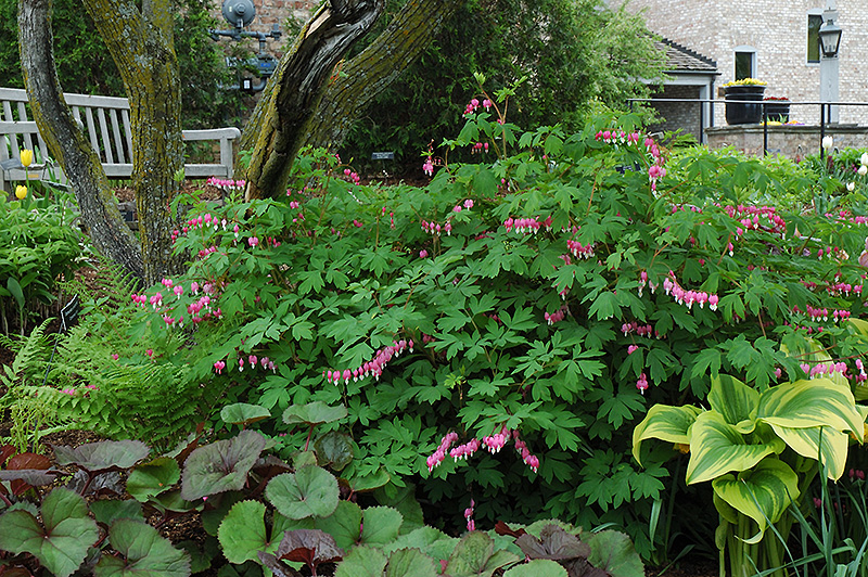 Common Bleeding Heart in bloom