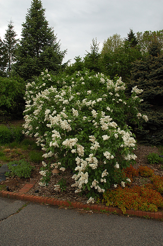 Mme. Lemoine Lilac in bloom