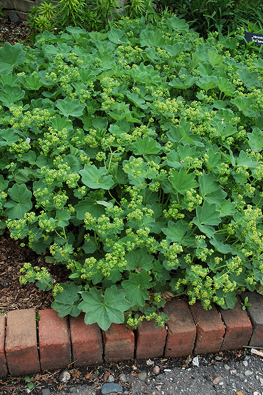 Thriller Lady's Mantle in bloom
