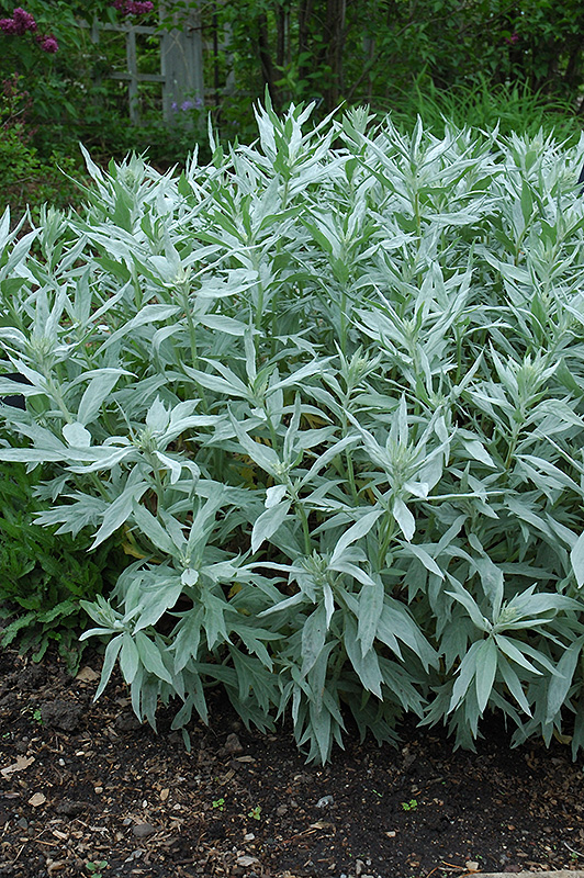 White Mugwort