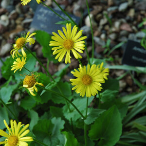 Magnificum Leopard's Bane flowers