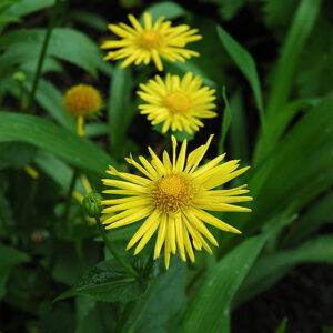 Leopard's Bane flowers