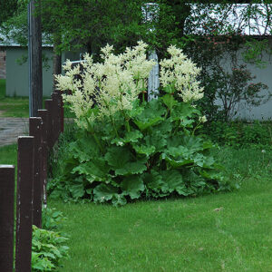 Garden Rhubarb in bloom