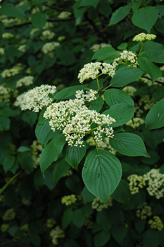 Pagoda Dogwood flowers