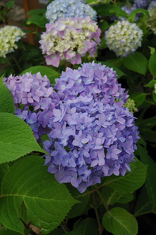 Endless Summer® The Original Hydrangea flowers