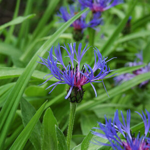 Mountain Bluet flowers