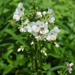 White Jacob's Ladder flowers