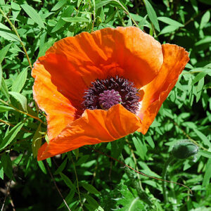 Oriental Poppy flowers