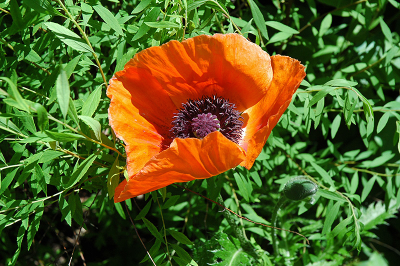 Oriental Poppy flowers