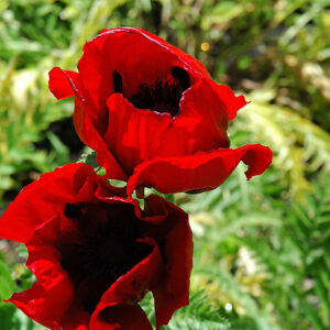 Brilliant Poppy flowers