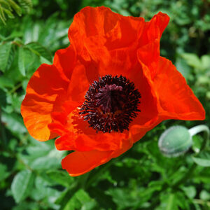 Allegro Poppy flowers