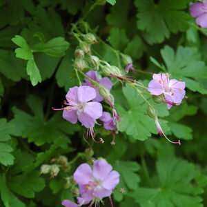 Hybrid Cranesbill flowers