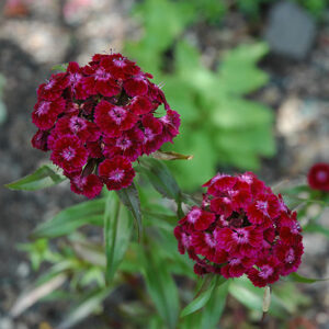 Sweet William flowers
