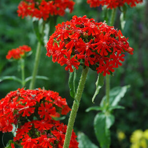 Maltese Cross flowers