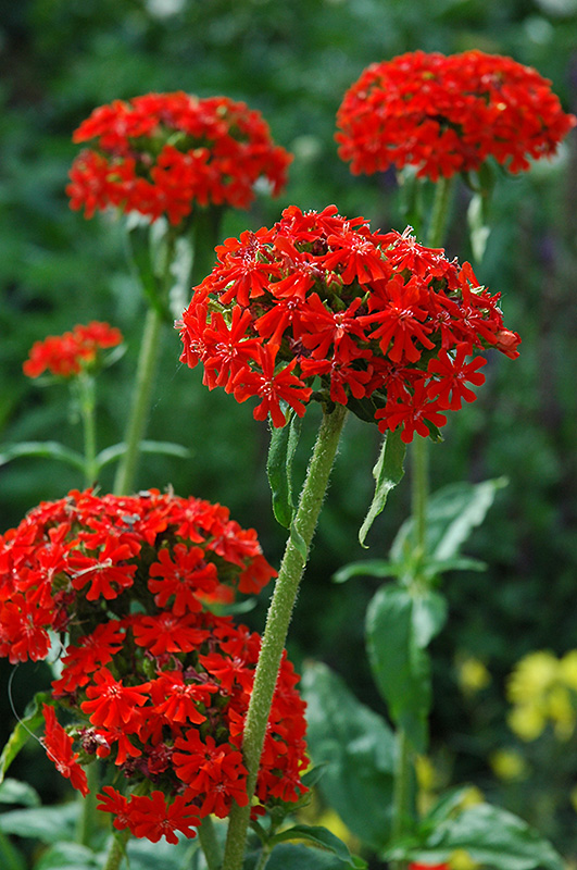 Maltese Cross flowers