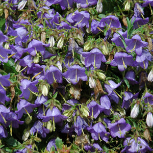 Bellflower flowers