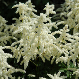Bridal Veil Astilbe flowers