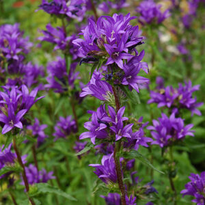 Clustered Bellflower flowers