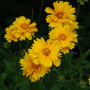 Early Sunrise Tickseed flowers