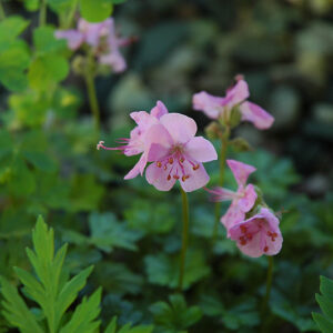 Claridge Druce Cranesbill flowers