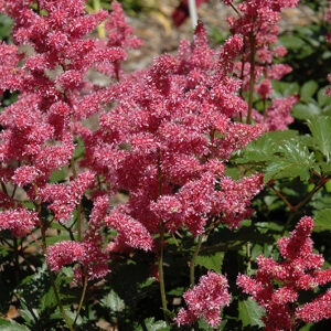 Rheinland Astilbe flowers