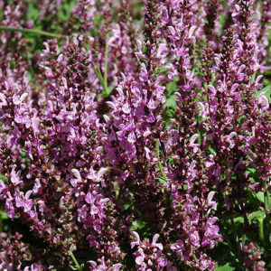 Rose Queen Sage flowers