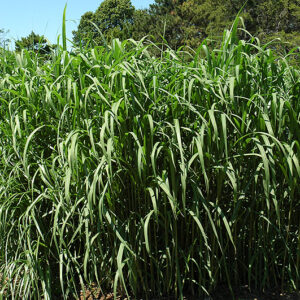 Giant Silver Grass