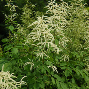 Goatsbeard flowers