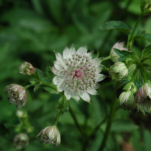 Great Masterwort flowers