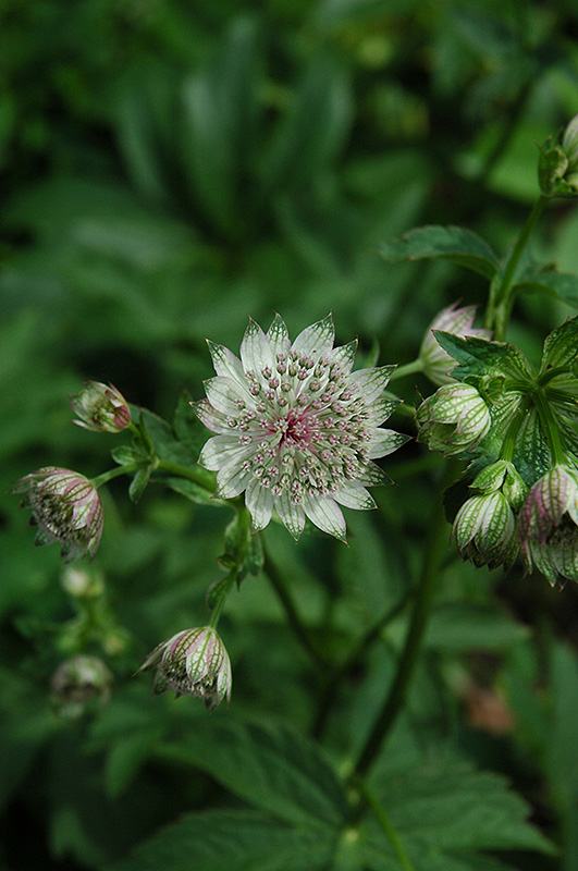 Great Masterwort flowers