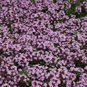 Red Creeping Thyme flowers