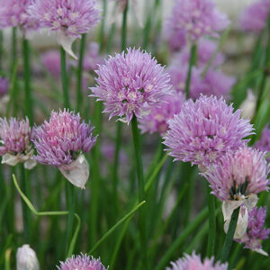 Chives flowers
