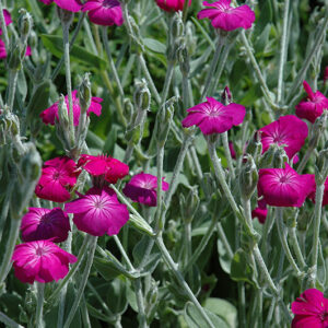 Rose Campion flowers