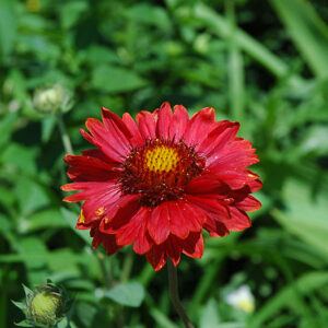 Burgundy Blanket Flower flowers