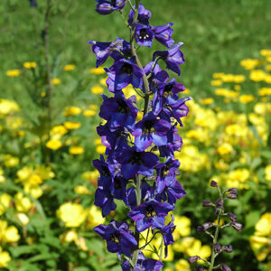 Pacific Giant Black Knight Larkspur flowers