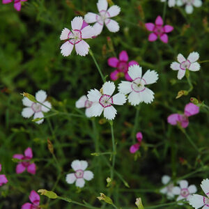 White Maiden Pinks flowers