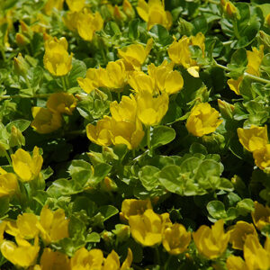 Creeping Jenny flowers