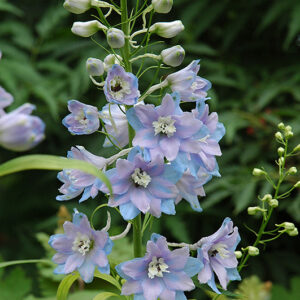 Pacific Giant Guinevere Larkspur flowers