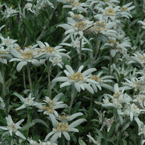 Alpine Edelweiss flowers
