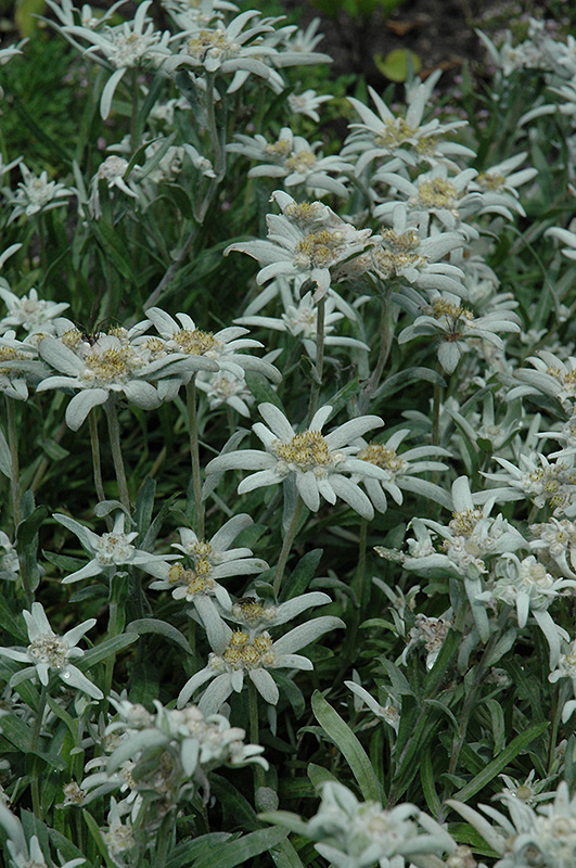 Alpine Edelweiss flowers