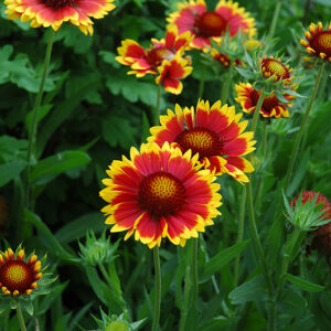 Goblin Blanket Flower flowers
