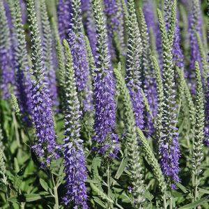 Silver Speedwell flowers