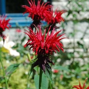 Jacob Cline Beebalm flowers