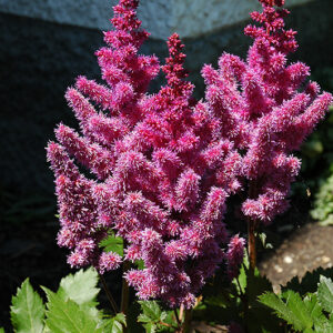 Visions Astilbe flowers