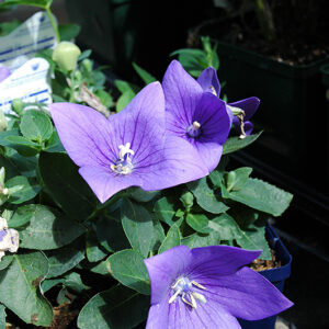 Astra Blue Balloon Flower flowers