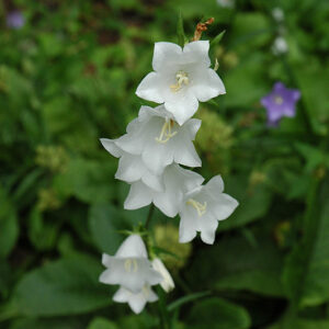 White Peachleaf Bellflower flowers