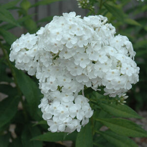 David Garden Phlox flowers