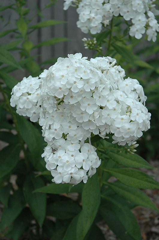 David Garden Phlox flowers