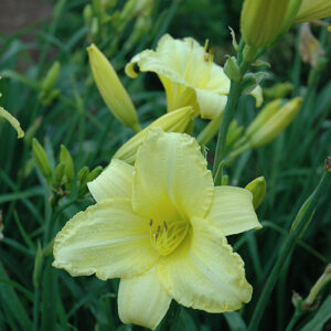Happy Ever Appster® Happy Returns Daylily flowers