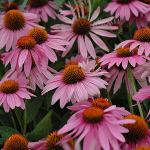 Magnus Coneflower flowers